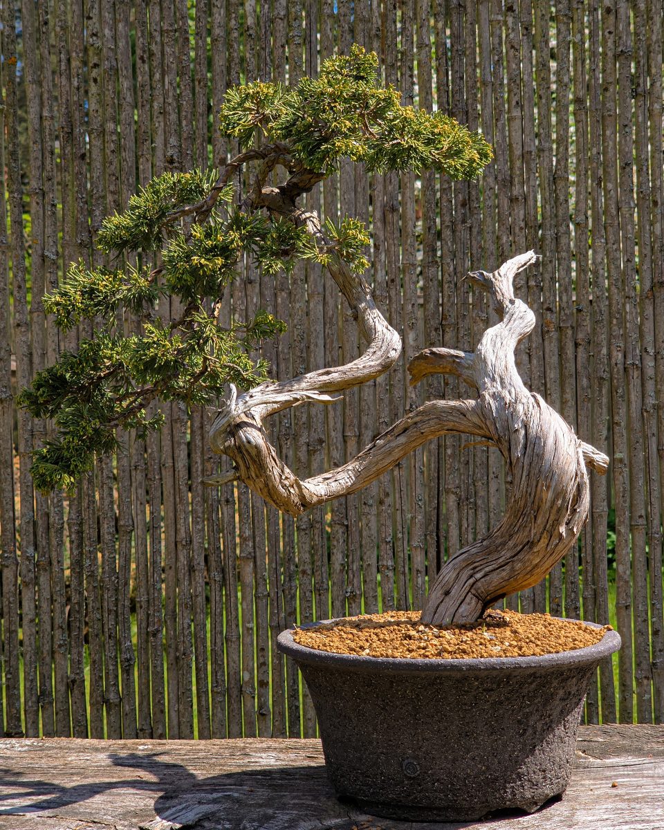 most beautiful bonsai Gorgeous Juniper Bonsai