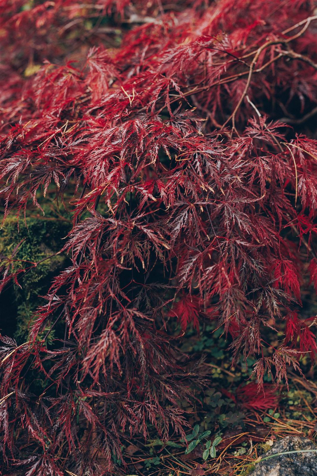 Sarkanā japānas kļava, kas aug strauta malā, rudens pilnbriedā