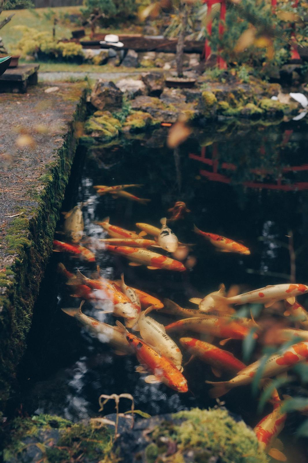 Japānas Koi karpas pie dīķa malas
